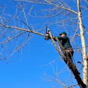 Jardinier élagueur en action sur un chêne à Trélissac.
